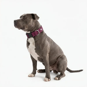 Dog Friendly Co Tactical Dog Collar