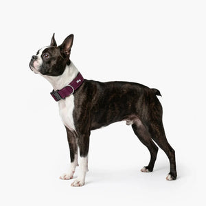 Dog Friendly Co Tactical Dog Collar