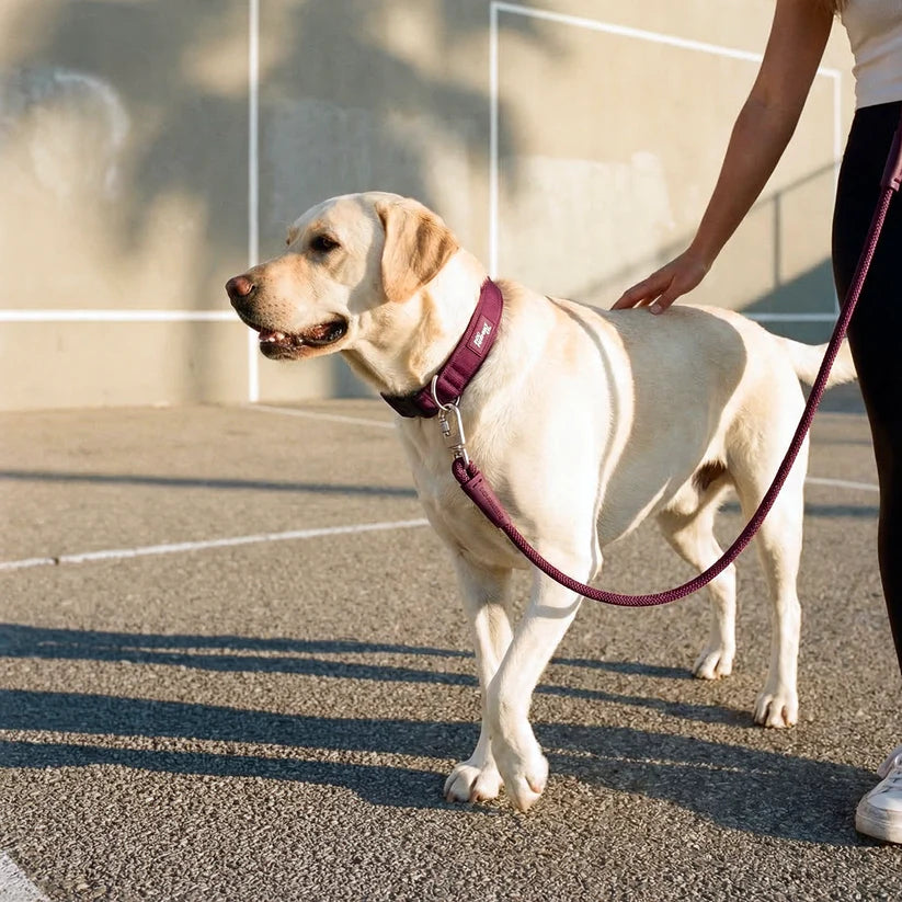 Dog Friendly Co Tactical Dog Collar