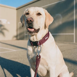 Dog Friendly Co Tactical Dog Collar
