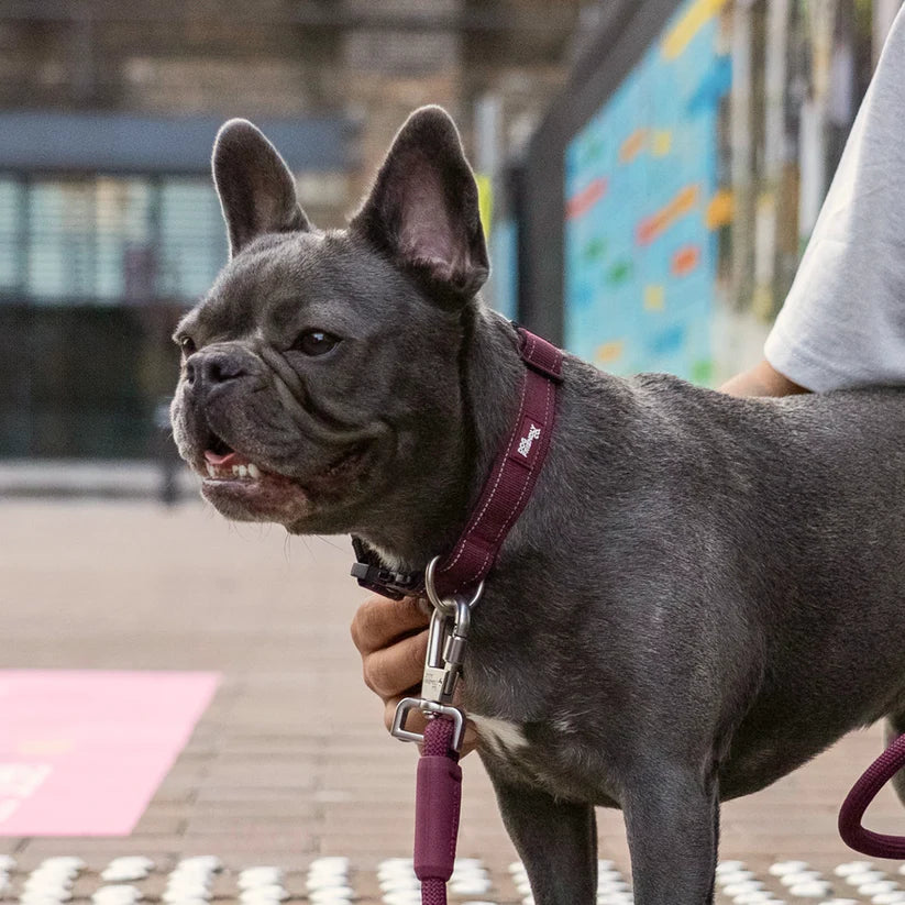 Dog Friendly Co Tactical Dog Collar