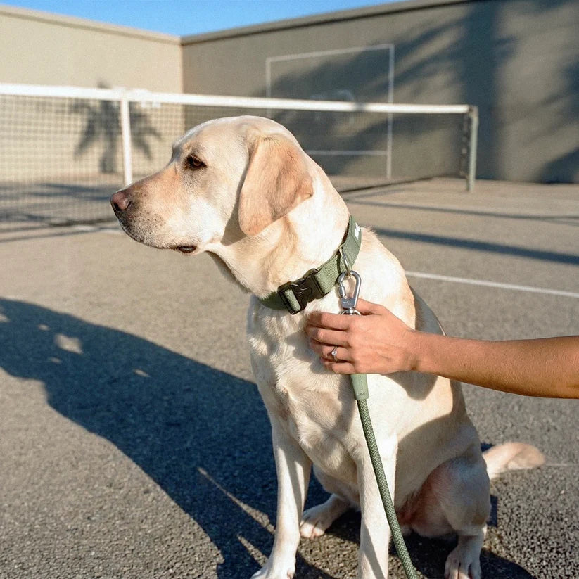 Dog Friendly Co Tactical Dog Collar