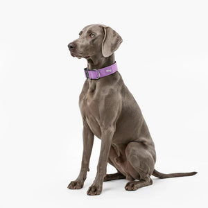 Dog Friendly Co Tactical Dog Collar