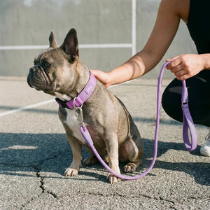 Dog Friendly Co Tactical Dog Collar