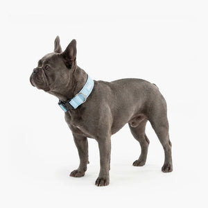 Dog Friendly Co Tactical Dog Collar