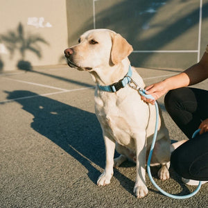 Dog Friendly Co Tactical Dog Collar