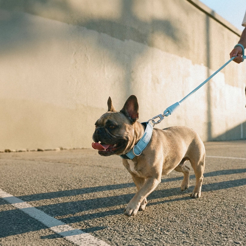 Dog Friendly Co Tactical Dog Collar