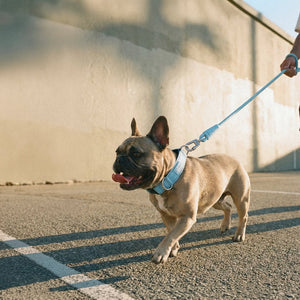 Dog Friendly Co Tactical Dog Collar