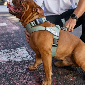 Dog Friendly Co Dog Harness