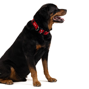 EzyDog Collar Double Up