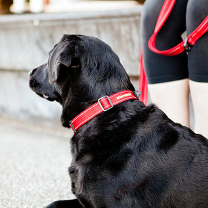 EzyDog Collar Double Up