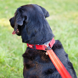 EzyDog Collar Double Up