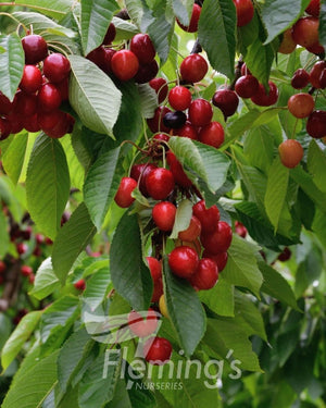 Cherry Tree - Minnie Royal