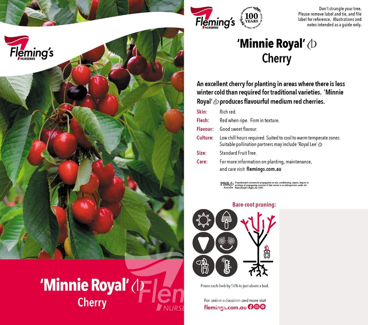 Cherry Tree - Minnie Royal