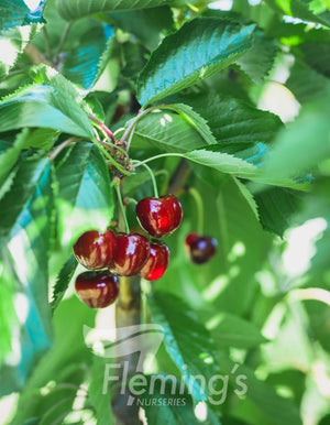 Cherry Tree - Royal Crimson