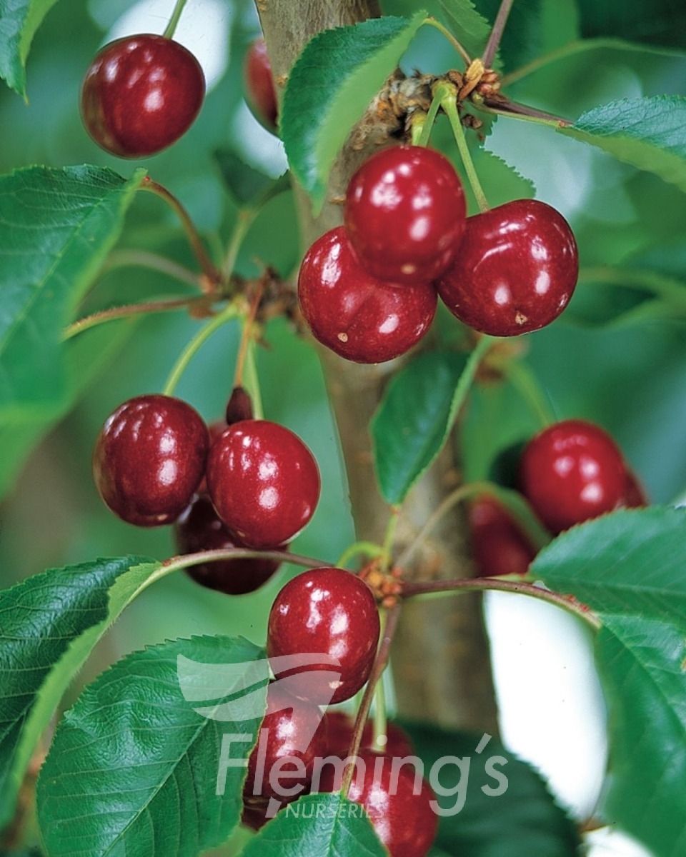 Cherry Tree - Royal Lee