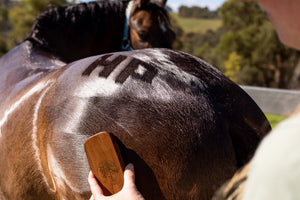 Hairy Pony Quarter Mark Brush