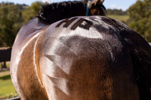 Hairy Pony Quarter Mark Brush