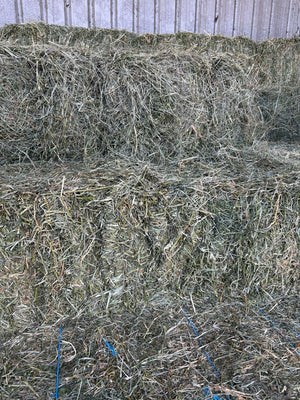 Grassy Lucerne 30/70 (More Lucerne)