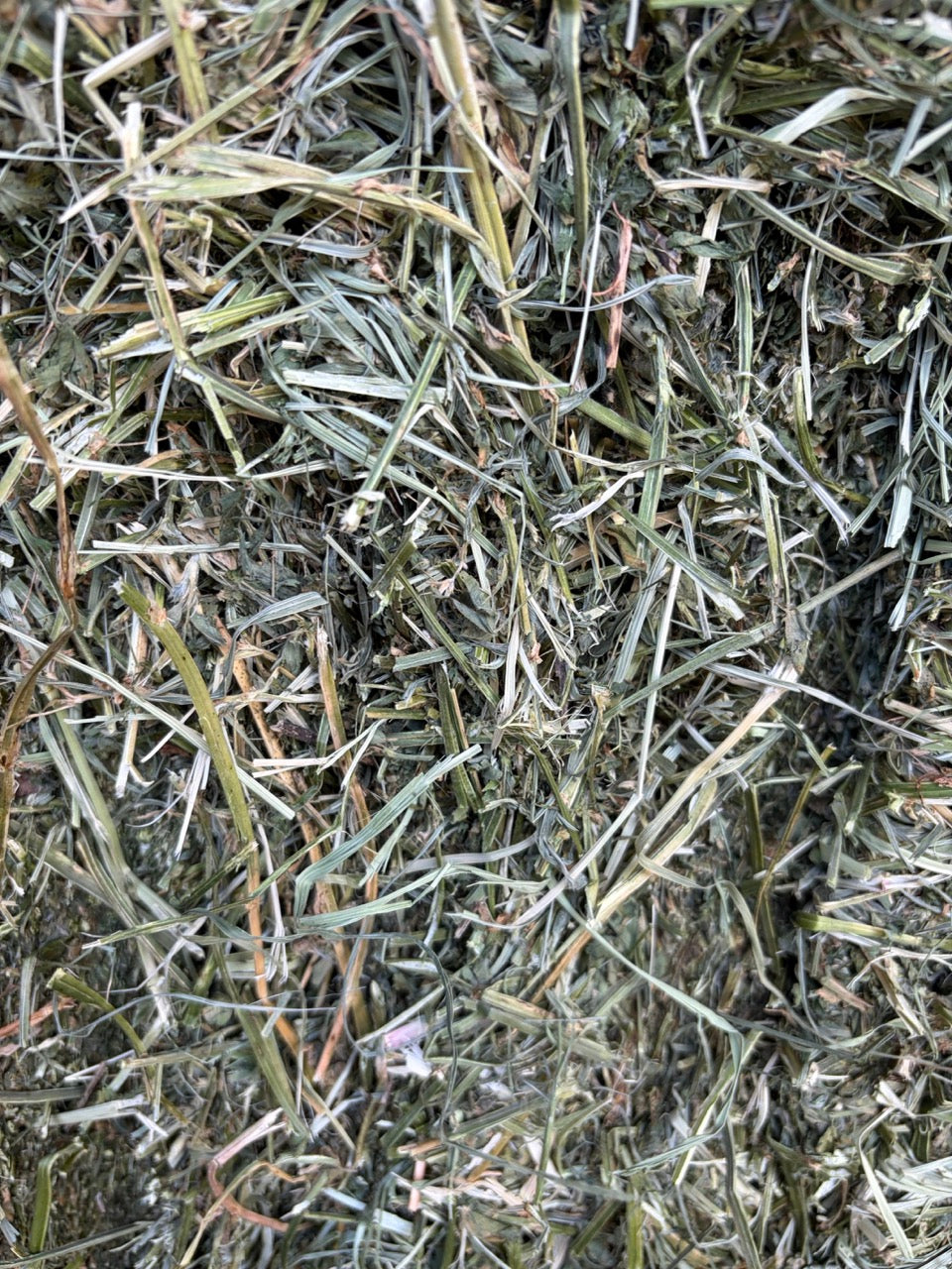 Grassy Lucerne 30/70 (More Lucerne)