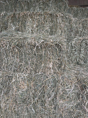 Grassy Lucerne 70/30 (More Grass)
