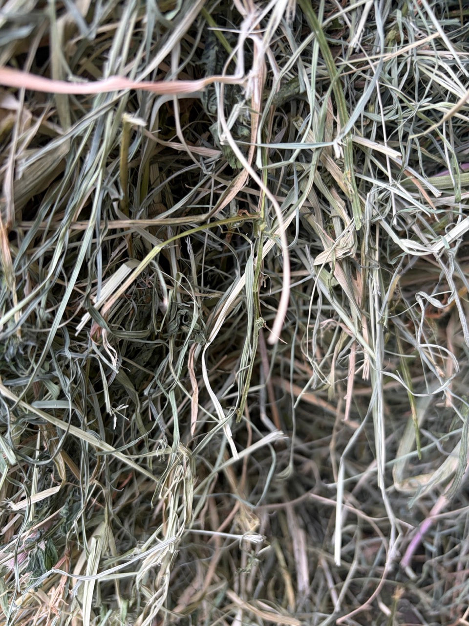 Grassy Lucerne 70/30 (More Grass)