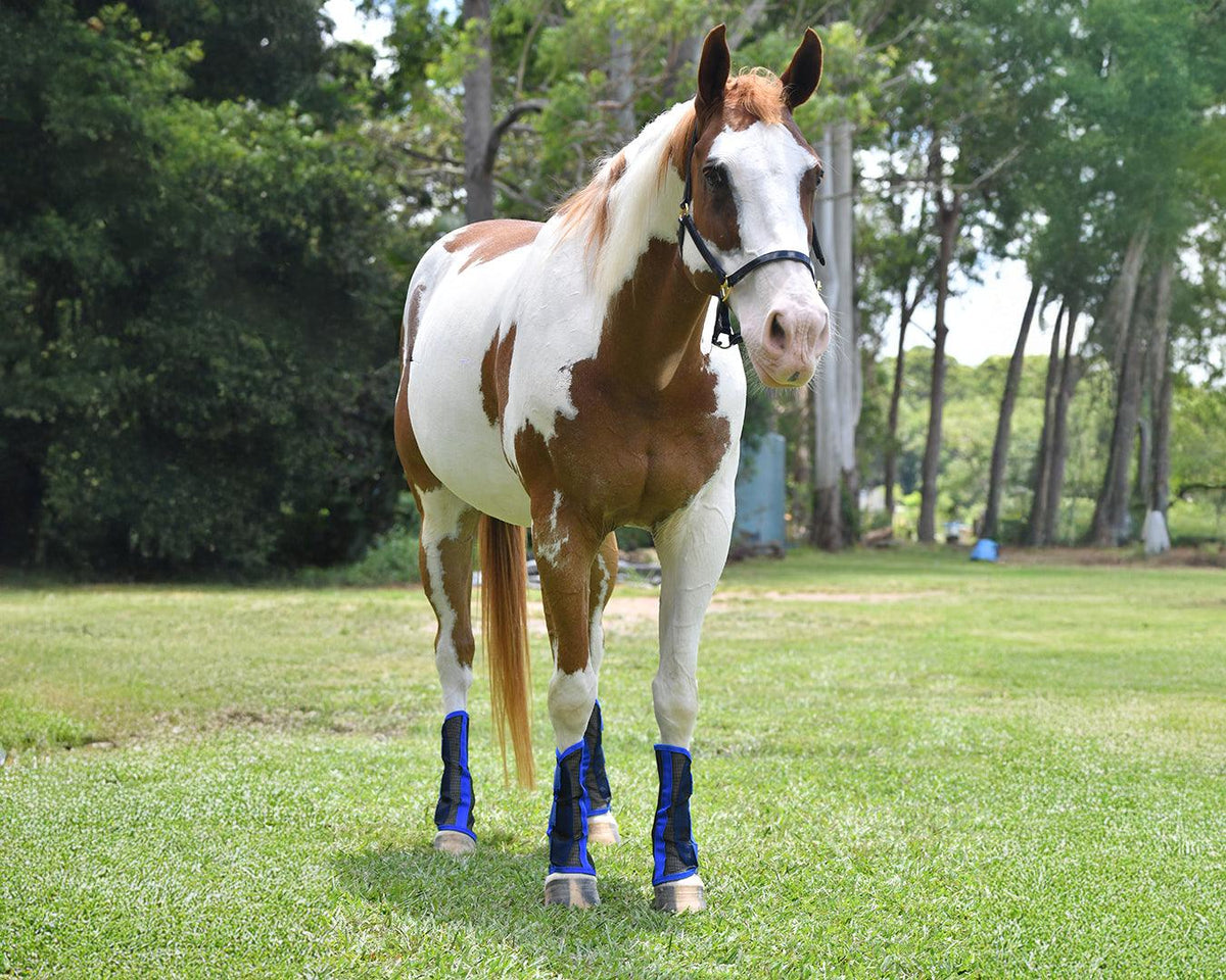 Horsemaster Fly Boots - 4