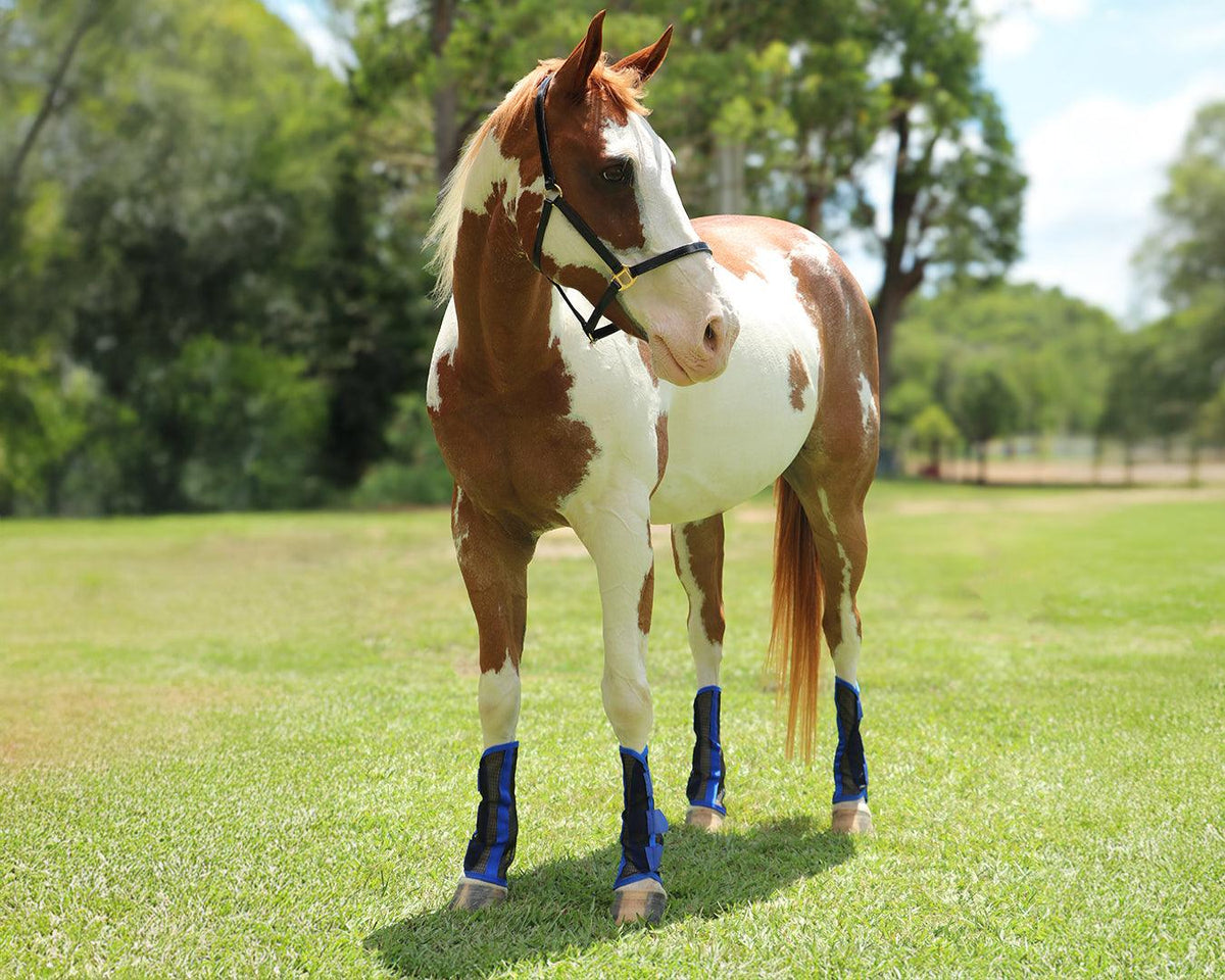 Horsemaster Fly Boots - 4