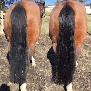 Hairy Pony 2 in 1 Detangle and Shine Spray