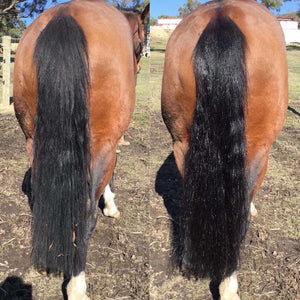 Hairy Pony 2 in 1 Detangle and Shine Spray