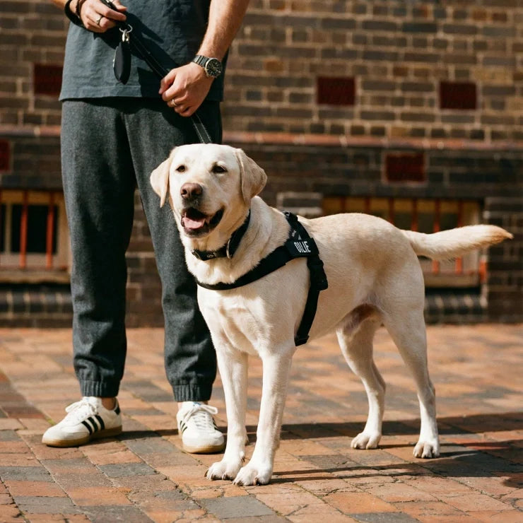 Dog Friendly Co Dog Harness