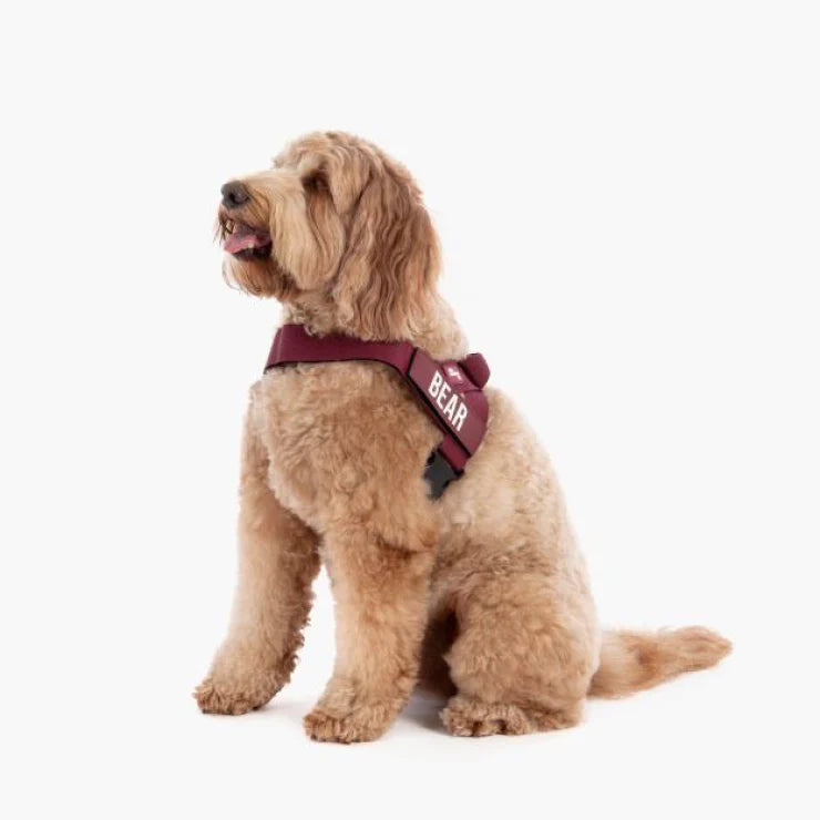 Dog Friendly Co Dog Harness