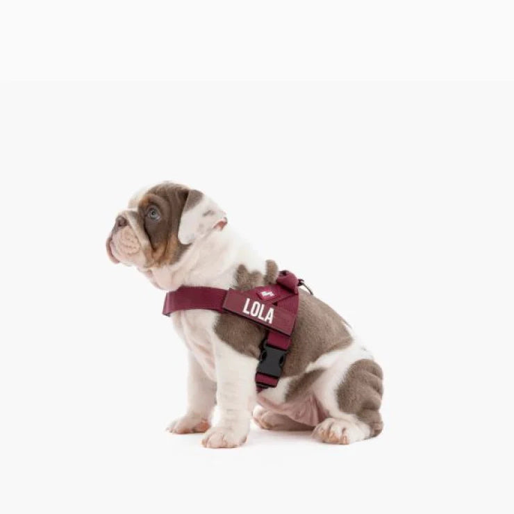 Dog Friendly Co Custom Name Patch