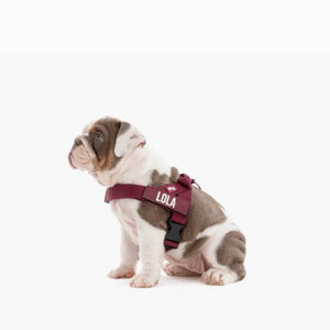 Dog Friendly Co Custom Name Patch
