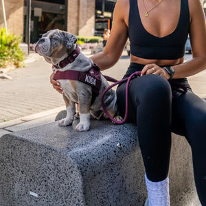 Dog Friendly Co Dog Harness