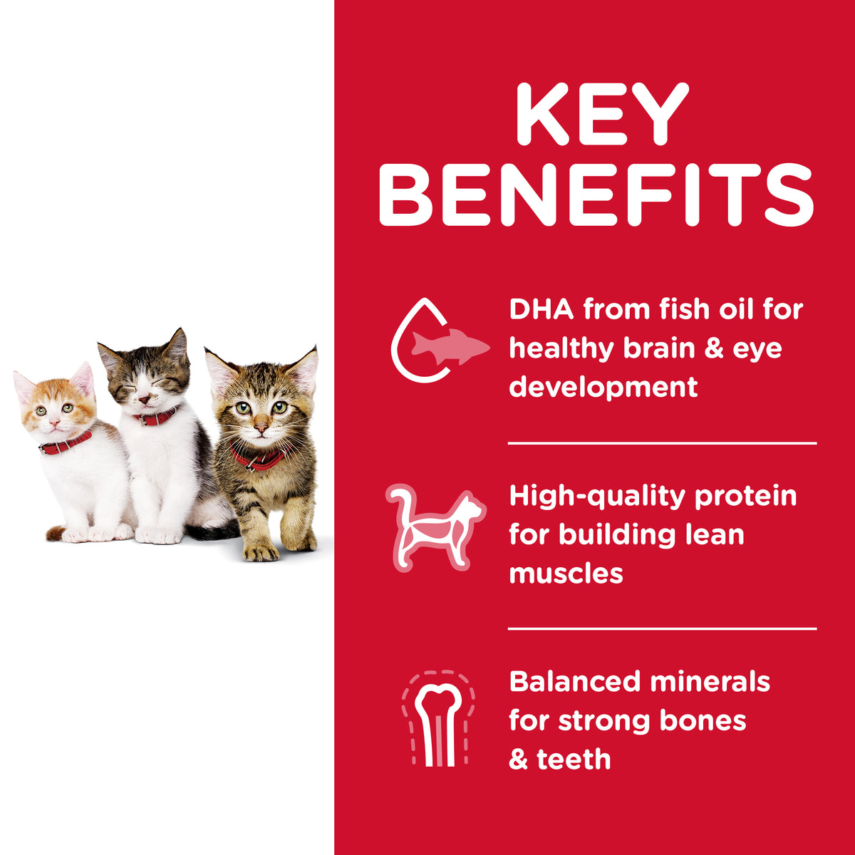 Hills Science Diet Kitten Dry Food