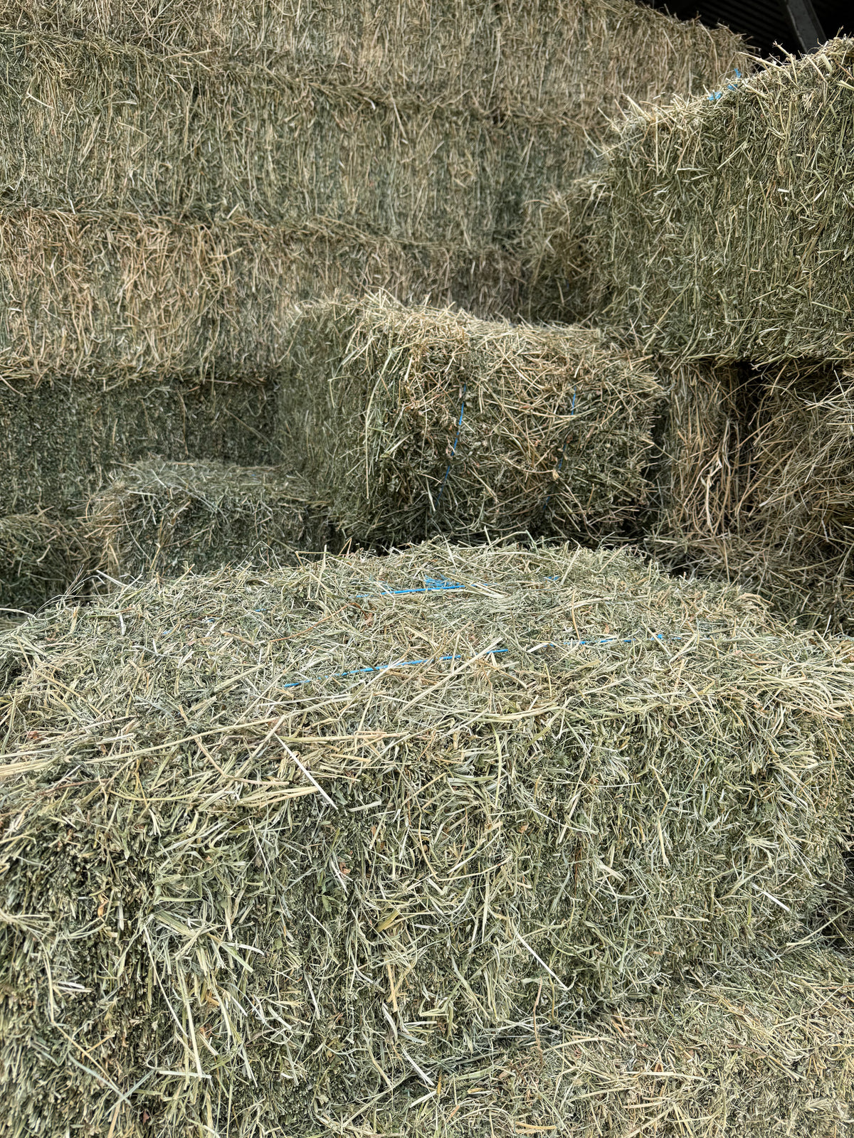 Grassy Lucerne 50/50