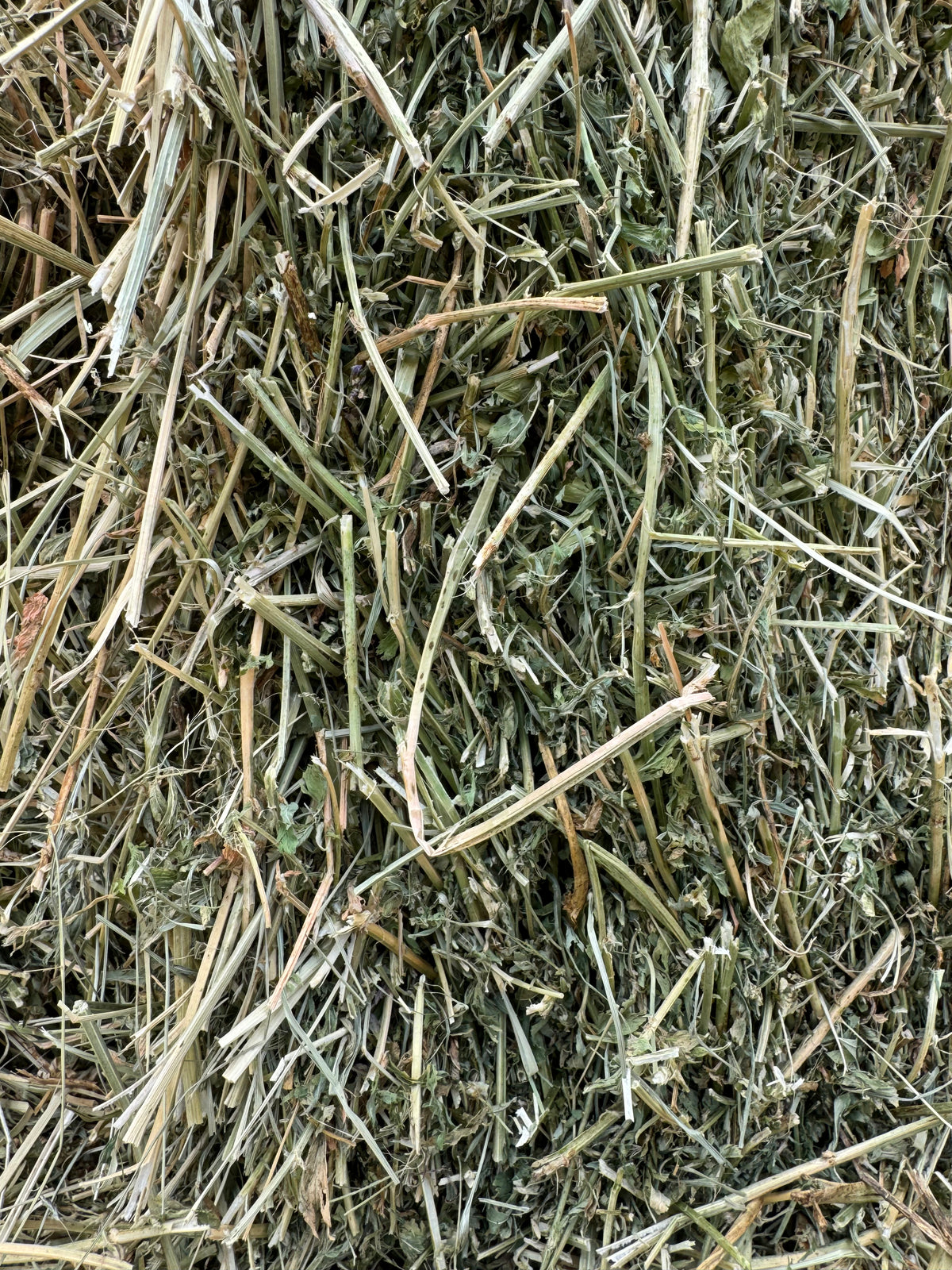 Lucerne Prime