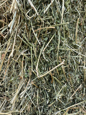 Lucerne Prime