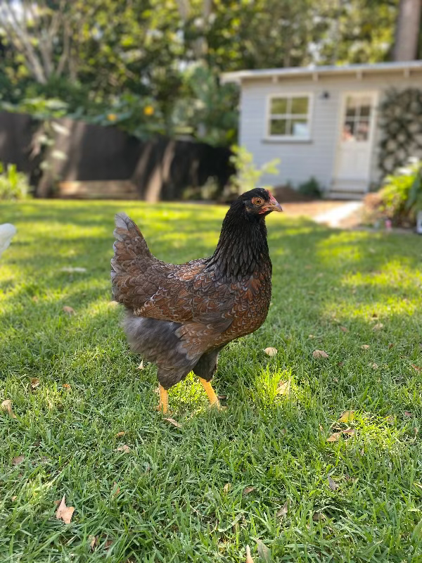 Chicken standing on grass with a house and trees in the background