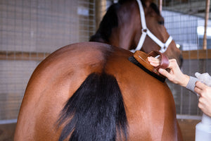 Hairy Pony Original Brush Kit