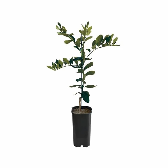 Lime - Tahitian Grafted