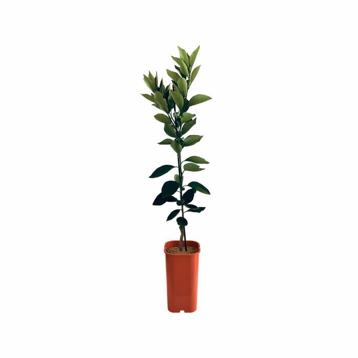 Orange - Dwarf Washington Navel Grafted