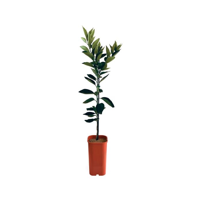 Orange - Dwarf Seedless Valencia Grafted