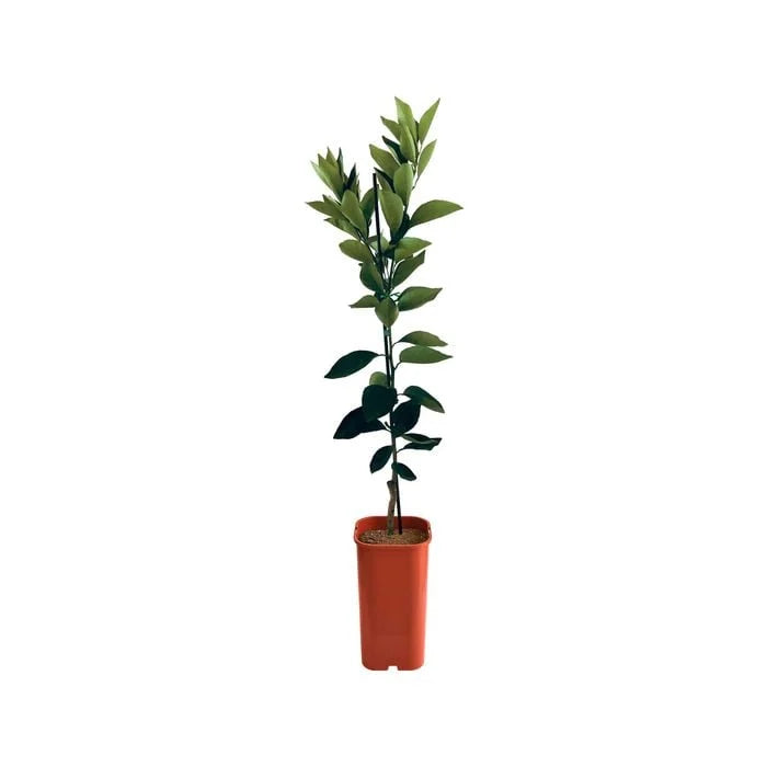Orange - Dwarf Cara Cara Blood Navel Grafted