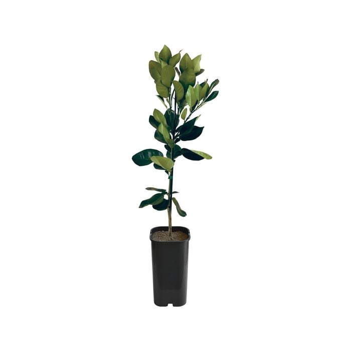 Pummelo - Carters Red Grafted