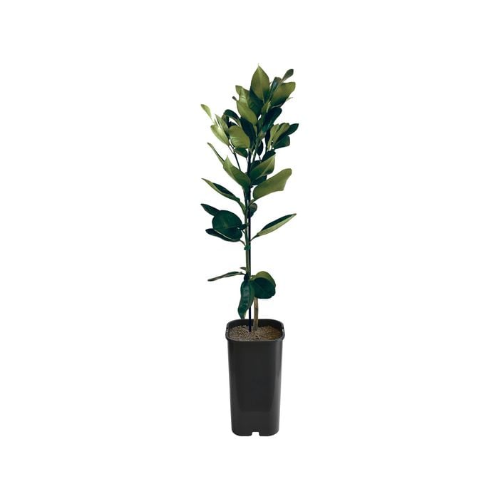 Pummelo - Flicks Yellow Grafted