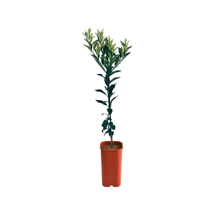 Mandarin - Dwarf Emperor Grafted