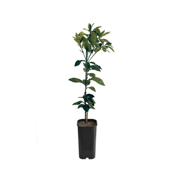 Grapefruit - Marsh Grafted