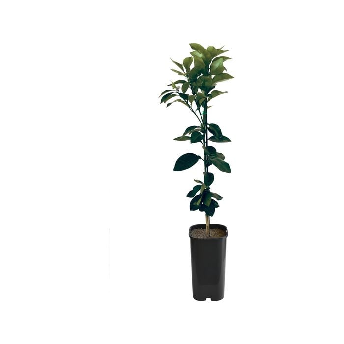 Grapefruit - Wheeny Grafted